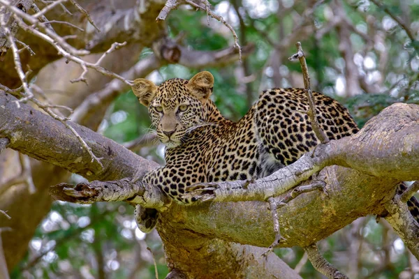 Leopardo Savana Tsavo East Tsavo West National Park — Fotografia de Stock