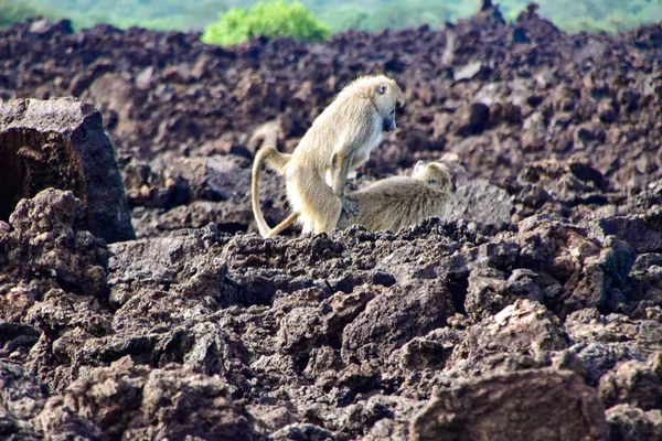 Babouin Dans Tsavo East Tsavo West Parc National Amboseli Kenya — Photo
