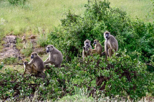 Babuino Este Tsavo Oeste Tsavo Parque Nacional Amboseli Kenia — Foto de Stock