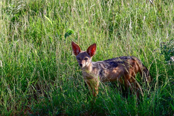 Chacal Parque Nacional Tsavo Este Tsavo Oeste Amboseli Kenia —  Fotos de Stock