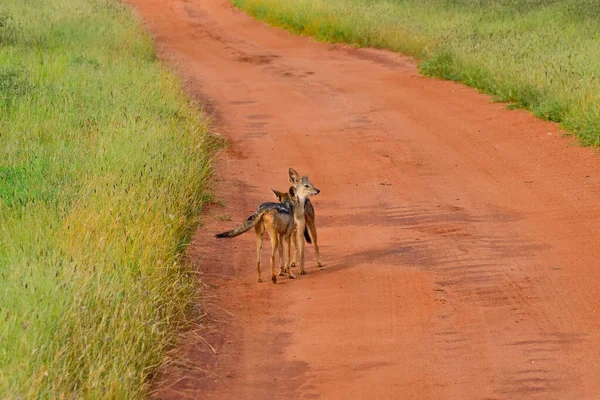 Chacal Parque Nacional Tsavo Este Tsavo Oeste Amboseli Kenia — Foto de Stock