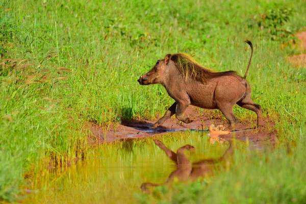 Warthog Στο Tsavo East Tsavo West Και Amboseli National Park — Φωτογραφία Αρχείου