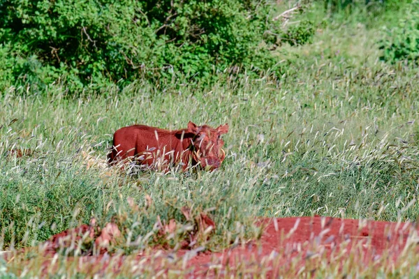 Warthog Tsavo East Tsavo West Amboseli National Park Kenya — стокове фото