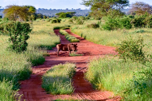 Warthog Στο Tsavo East Tsavo West Και Amboseli National Park — Φωτογραφία Αρχείου
