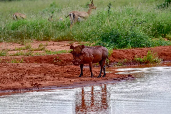 Warthog Στο Tsavo East Tsavo West Και Amboseli National Park — Φωτογραφία Αρχείου