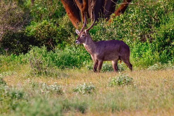 Waterbuck National Park Tsavo East Tsavo West Amboseli Kenya — 스톡 사진