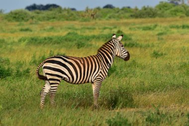 Zebra Ulusal Park Tsavo Doğu, Tsavo Batı ve Amboseli Kenya 'da