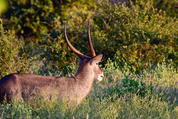 Waterbuck Národním Parku Tsavo Východě Tsavo Západě Amboseli Keni — Stock fotografie