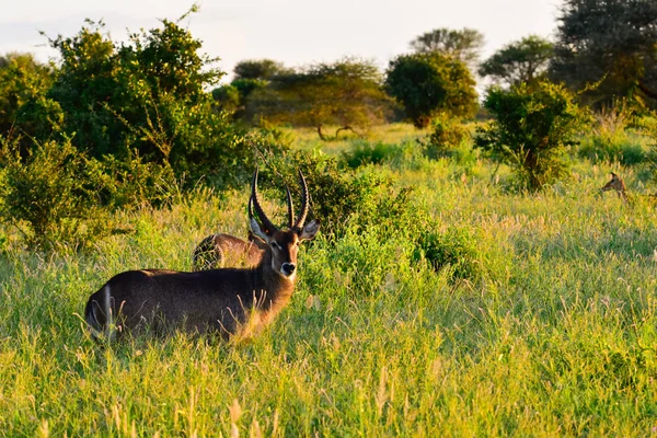 Waterbuck Parque Nacional Tsavo Leste Tsavo Oeste Amboseli Quênia — Fotografia de Stock