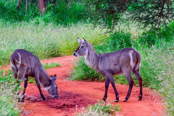 Waterbuck National Park Tsavo East Tsavo West Amboseli Kenya — 스톡 사진