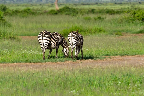 Zebra Tsavo East Nemzeti Parkban Tsavo West Amboseli Kenyában — Stock Fotó