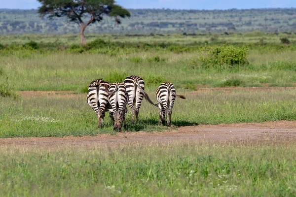 Zebra ในอ ทยานแห งชาต Tsavo East Tsavo West และ Amboseli — ภาพถ่ายสต็อก