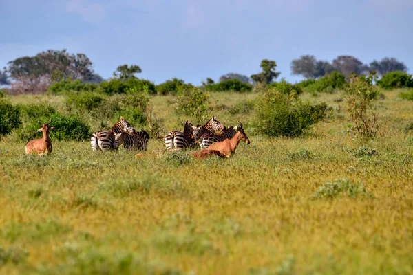 Zebra Parque Nacional Tsavo Leste Tsavo Oeste Amboseli Quênia — Fotografia de Stock