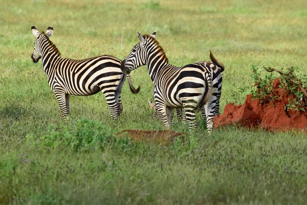 Zebra Parque Nacional Tsavo Leste Tsavo Oeste Amboseli Quênia — Fotografia de Stock