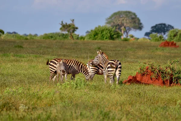 Zebra Nationalparken Tsavo East Tsavo West Och Amboseli Kenya — Stockfoto