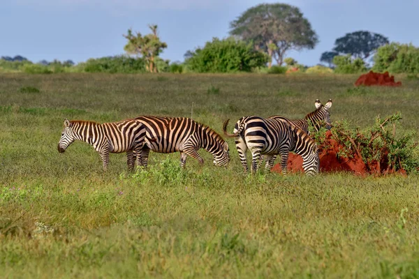 Zebra Nationalparken Tsavo East Tsavo West Och Amboseli Kenya — Stockfoto