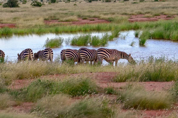 Zebra Parque Nacional Tsavo Leste Tsavo Oeste Amboseli Quênia — Fotografia de Stock