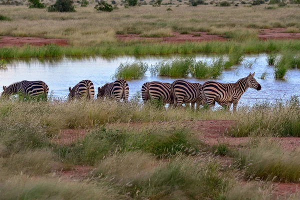 Zebra Národním Parku Tsavo Východ Tsavo Západ Amboseli Keni — Stock fotografie