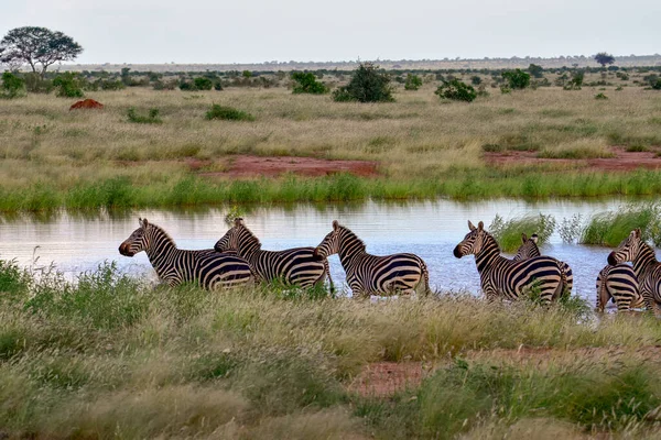 国立公園内のゼブラ Tsavo East Tsavo West Amboseli Kenya — ストック写真