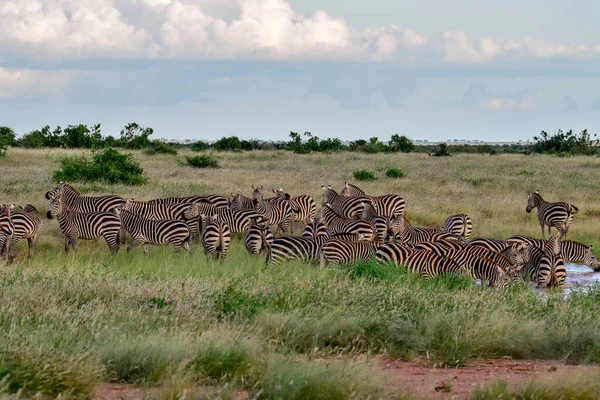 国立公園内のゼブラ Tsavo East Tsavo West Amboseli Kenya — ストック写真