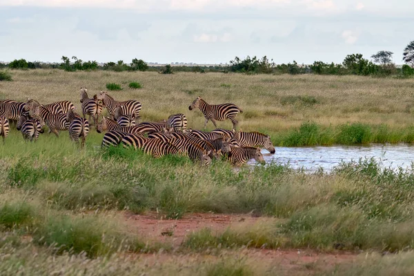 国立公園内のゼブラ Tsavo East Tsavo West Amboseli Kenya — ストック写真