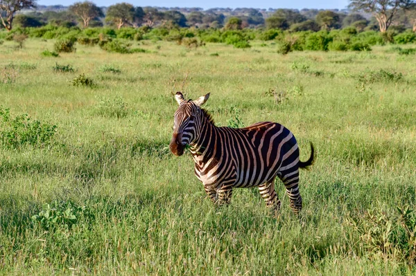 Zebra Ulusal Park Tsavo Doğu Tsavo Batı Amboseli Kenya — Stok fotoğraf