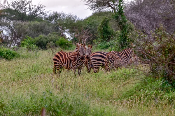 国立公園内のゼブラ Tsavo East Tsavo West Amboseli Kenya — ストック写真