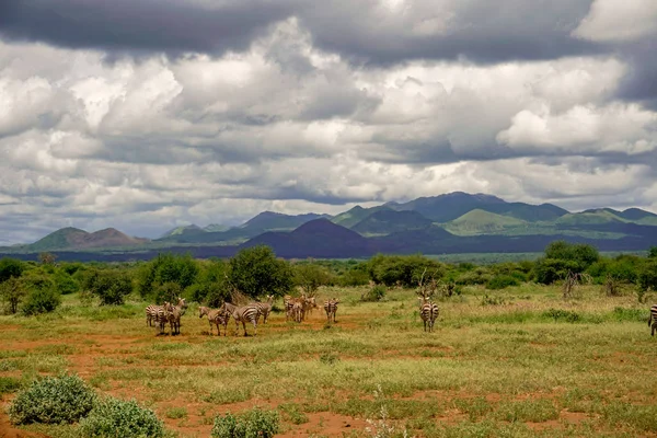 Zebra Parku Narodowym Tsavo Wschód Tsavo Zachód Amboseli Kenii — Zdjęcie stockowe
