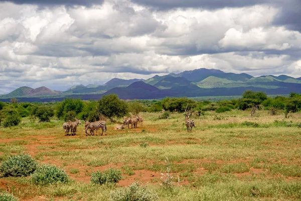 Zèbre Dans Parc National Tsavo East Tsavo West Amboseli Kenya — Photo