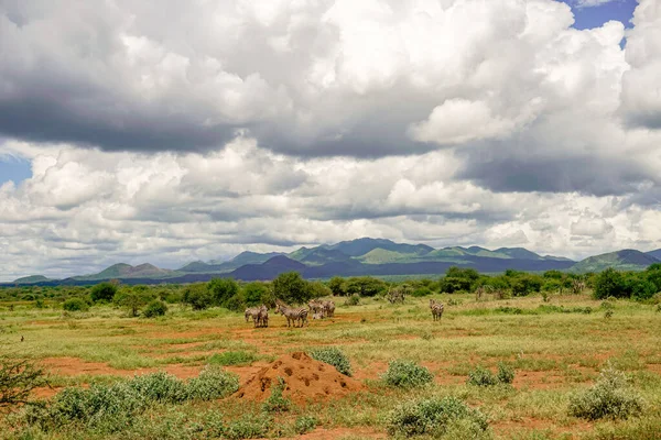 Zebra Nel Parco Nazionale Tsavo Est Tsavo Ovest Amboseli Kenya — Foto Stock