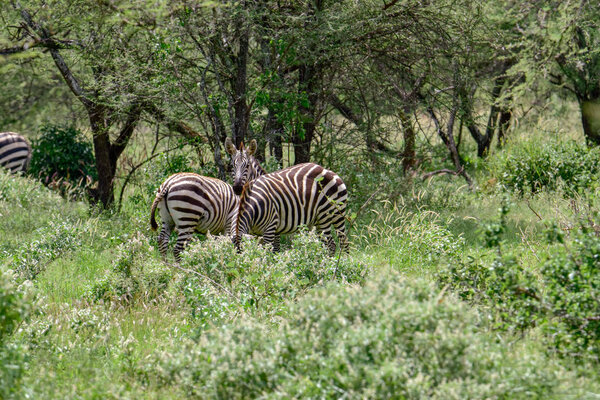 Zebra in the National Park Tsavo East, Tsavo West and Amboseli in Kenya