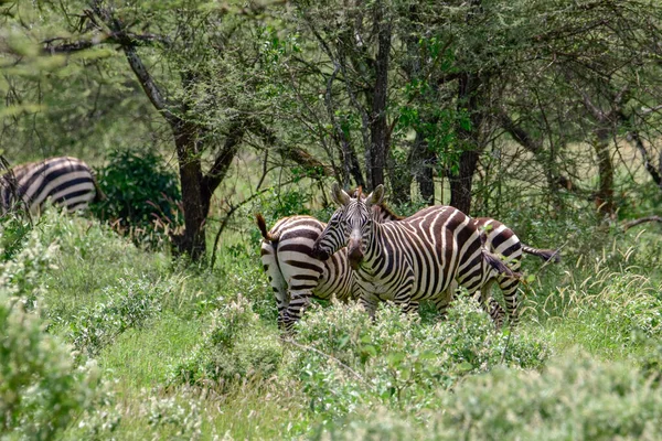 Зебра Национальном Парке Цаво Восток Цаво Запад Амбосели Кении — стоковое фото