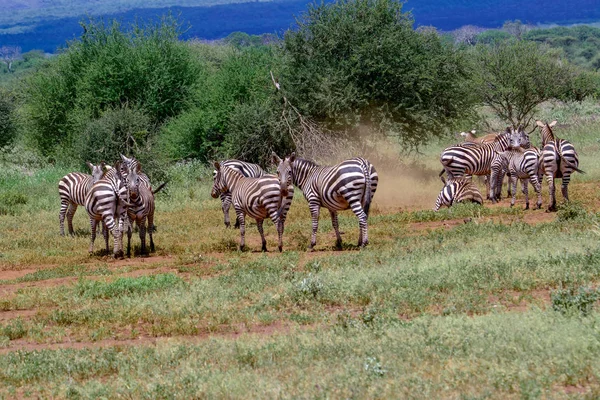 国立公園内のゼブラ Tsavo East Tsavo West Amboseli Kenya — ストック写真