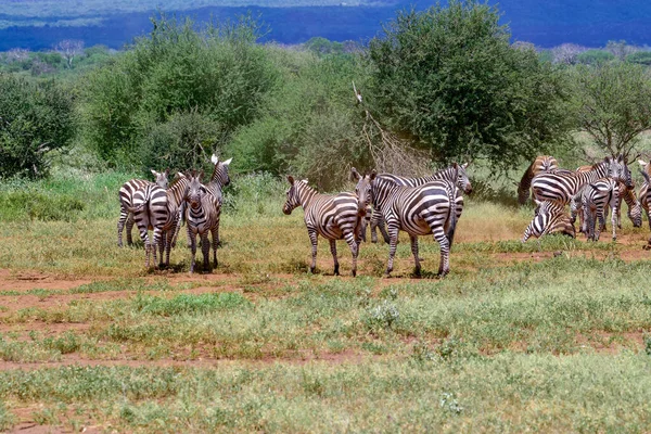 国立公園内のゼブラ Tsavo East Tsavo West Amboseli Kenya — ストック写真