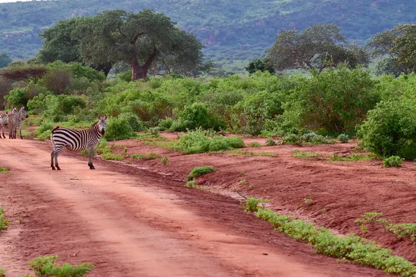 Zebra Στο Εθνικό Πάρκο Tsavo East Tsavo West Και Amboseli — Φωτογραφία Αρχείου