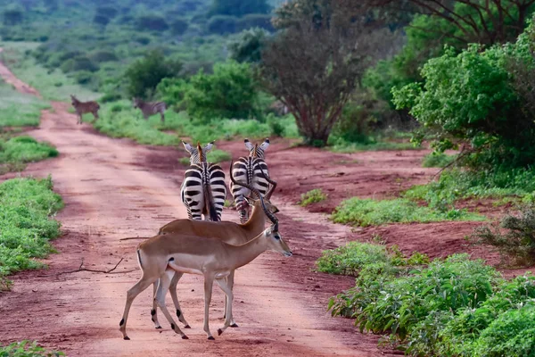 Zebra Nationalparken Tsavo East Tsavo West Och Amboseli Kenya — Stockfoto