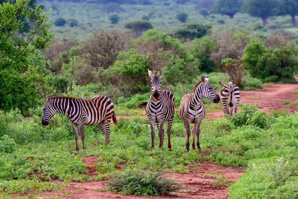 Sebra Nasjonalparken Tsavo Øst Tsavo Vest Amboseli Kenya – stockfoto