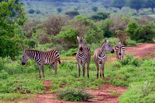 Zebra in the National Park Tsavo East, Tsavo West and Amboseli in Kenya