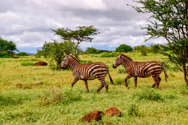Cebra Parque Nacional Tsavo Este Tsavo Oeste Amboseli Kenia —  Fotos de Stock