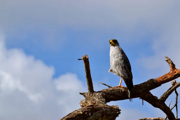 Oiseaux Dans Est Tsavo Ouest Tsavo Parc National Amboseli Kenya — Photo