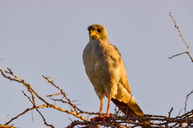 Kenya 'daki Tsavo Doğu, Tsavo Batı ve Amboseli Milli Parkı' ndaki kuşlar. 