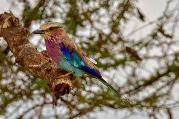 Uccelli Tsavo Est Tsavo Ovest Parco Nazionale Amboseli Kenya — Foto Stock