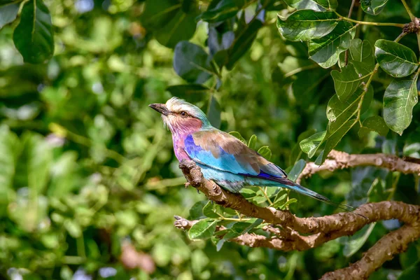 Aves Este Tsavo Oeste Tsavo Parque Nacional Amboseli Kenia — Foto de Stock