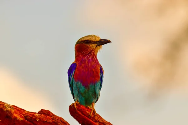 Oiseaux Dans Est Tsavo Ouest Tsavo Parc National Amboseli Kenya — Photo