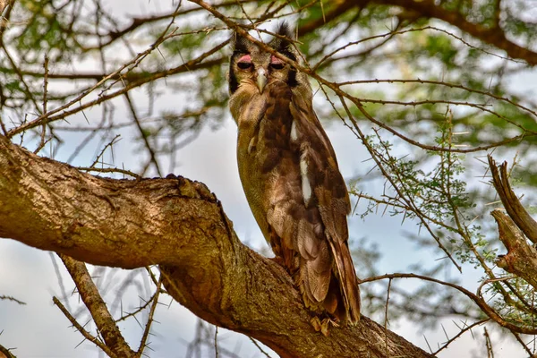 Vögel Tsavo Osten Tsavo Westen Und Amboseli Nationalpark Kenia — Stockfoto