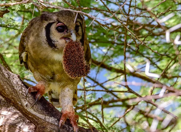 Aves Este Tsavo Oeste Tsavo Parque Nacional Amboseli Kenia — Foto de Stock