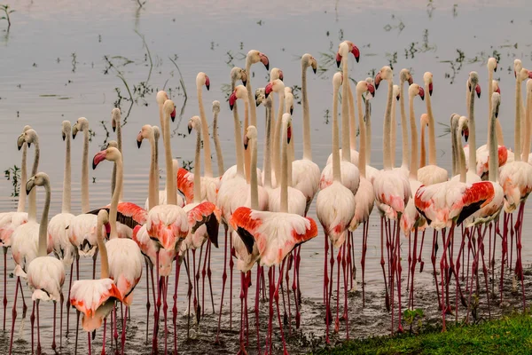 Madarak Tsavo Keleten Tsavo Nyugaton Amboseli Nemzeti Parkban Kenyában — Stock Fotó