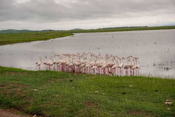 Птицы Востоке Цаво Западе Цаво Национальном Парке Амбосели Кении — стоковое фото