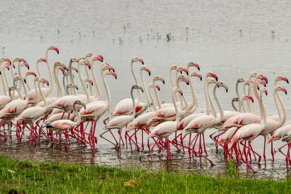 Птахи Сході Заході Цаво Національному Парку Амбоселі Кенії — стокове фото