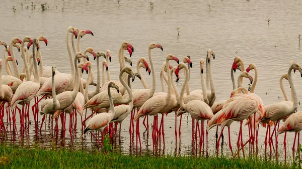 Madarak Tsavo Keleten Tsavo Nyugaton Amboseli Nemzeti Parkban Kenyában — Stock Fotó